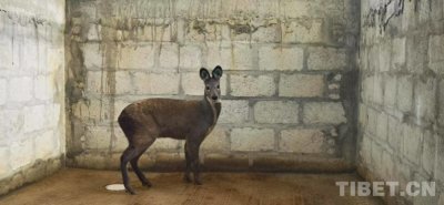 ​米林的精灵：小林麝带来大收益