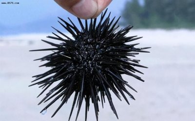 ​海星里面的黑色的是什么东西，海星里面的颗粒是什么？