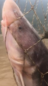 ​这鱼曾遍布长江，今只三峡才常见到，受保护却被照吃不误