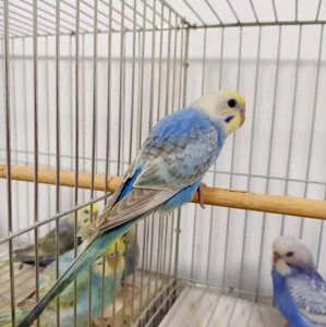 ​一年卖鸟5千万 云梦95后小伙“玩”出大事业