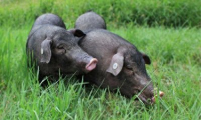 ​你所需要了解的生猪知识-生猪简介