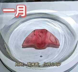 ​怀孕十个月，胎儿的生长发育过程：一组3D图展示生命的奇妙