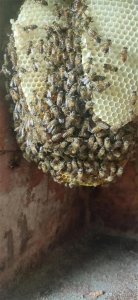 ​诱蜂的材料大全