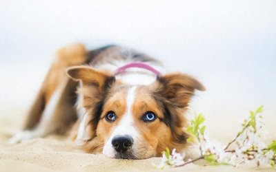 ​神奇秘籍！教你狗狗定点排便，轻松解决居住环境问题