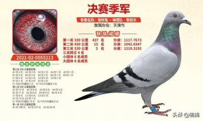 ​春赛最贵赛鸽诞生！天津开创者公棚决赛季军一百万元成交