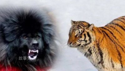 藏獒和老虎哪个厉害，藏獒和老虎战斗力对比