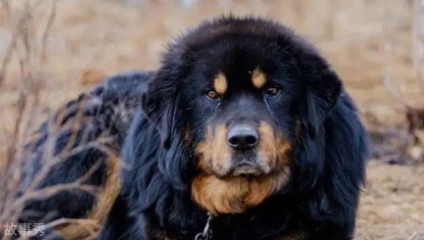 网络图片(侵删)