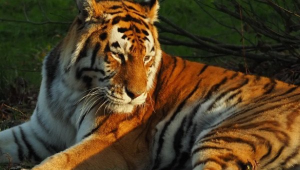 网络图片(侵删)