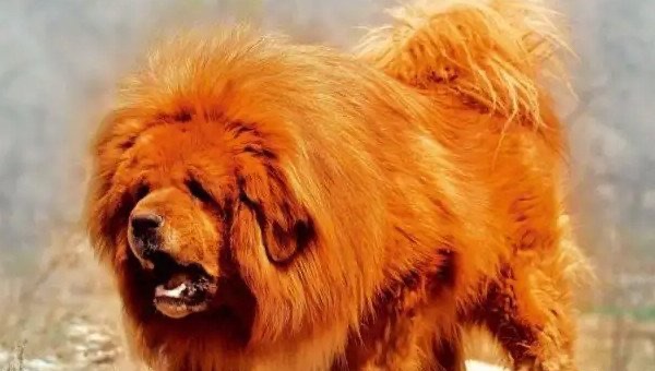 网络图片(侵删)