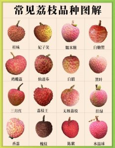​常见荔枝品种图解及上市时间汇总！据说这几种荔枝最好吃