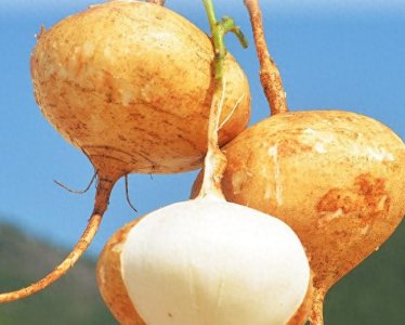 ​凉薯是能生吃也能用来炒菜，吃起来口感很甘甜