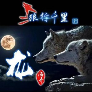 ​励志狼主题微信头像：你的姓氏不该这么平淡，与狼共舞霸气尽显