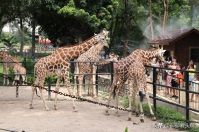 ​大年初四游威海荣城西霞口野生动物园