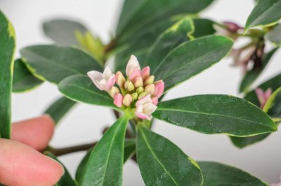 ​金边瑞香的养殖小窍门，一年开几次花