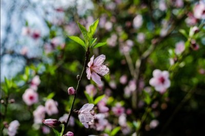 ​桃之夭夭，灼灼其华