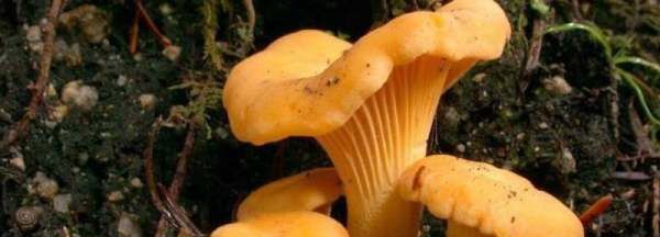 家庭野生菌冷冻保存技巧,野生菌保鲜冷冻技术注意事项图1