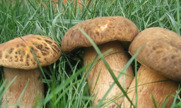 家庭野生菌冷冻保存技巧,野生菌保鲜冷冻技术注意事项图4