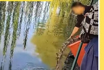 ​潮评丨 往西湖里投泥鳅，如此放生只会带来伤害