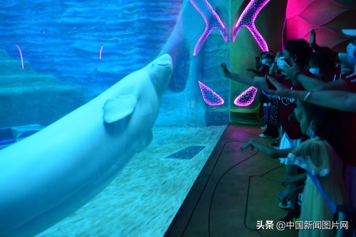 海南三亚：亚特兰蒂斯水族馆 吸引游客