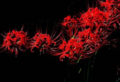 ​传说中的冥界四花，除了彼岸花、黑色曼陀罗，你还知道谁