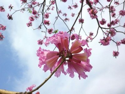 ​红花风铃木花冠铃形，粉红或紫红，小花多数聚生成团
